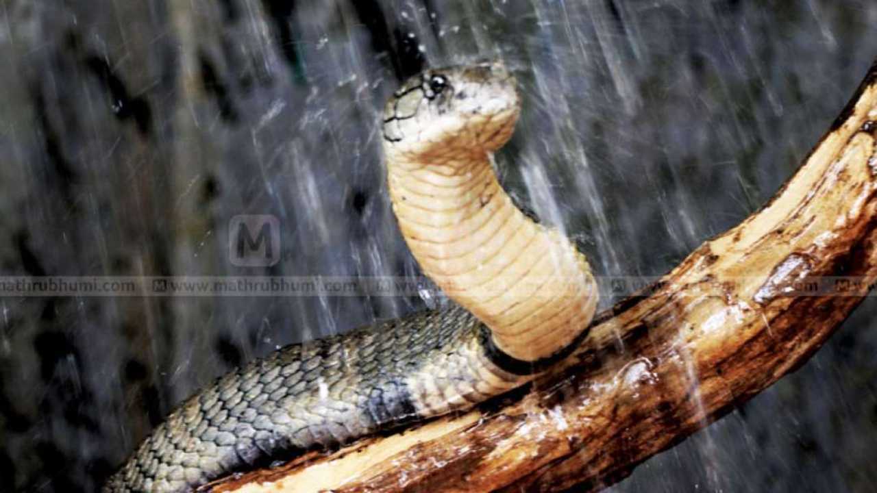 Kerala snakebit murder: Man confesses of starving cobra for 11 days before killing wife