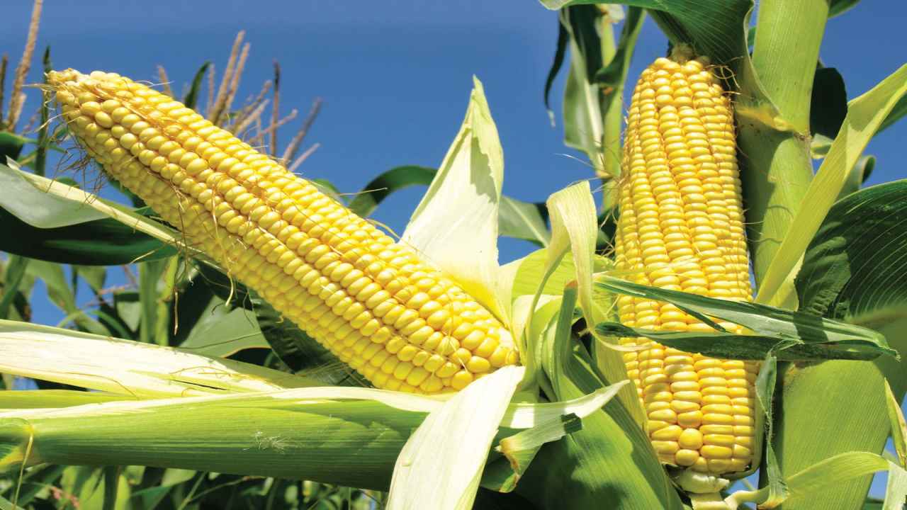 Here are five health benefits of Corn