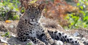 Guwahati: Six arrested for hacking leopard to death