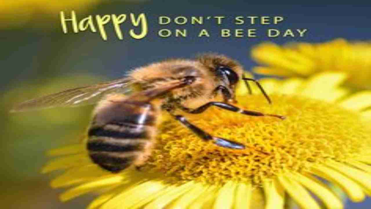 Don't Step on a Bee Day 2020: Types of honey-making insects in hive, bee facts you must know