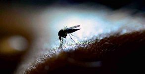 Dengue cases spikes up in corona-hit Hyderabad