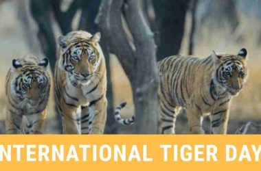 Global Tiger Day 2020: India’s tiger population doubled in 12 years! No tigers left in Mizoram’s Dampa and West Bengal’s Buxa