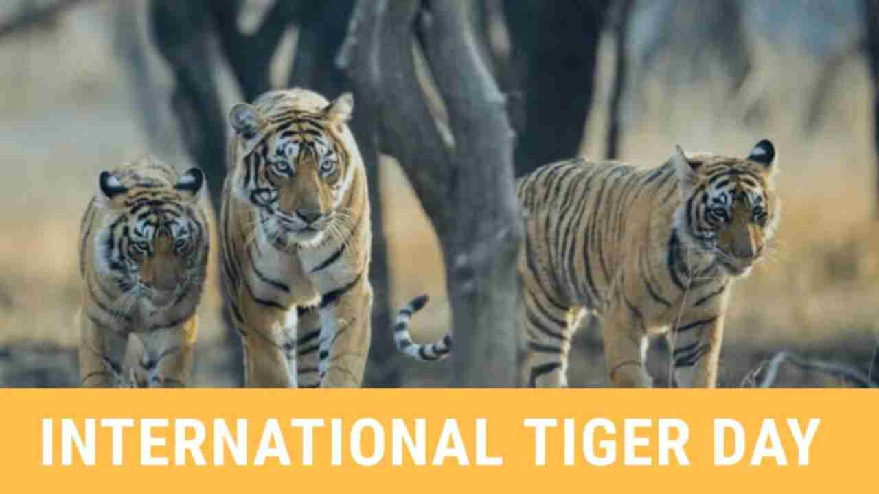 Global Tiger Day 2020: India’s tiger population doubled in 12 years! No tigers left in Mizoram’s Dampa and West Bengal’s Buxa