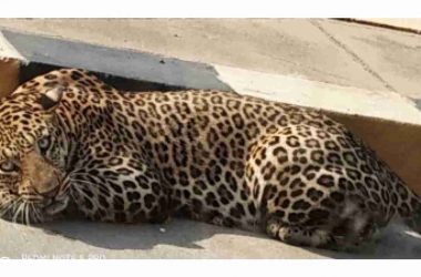 Leopard kills teen in UP