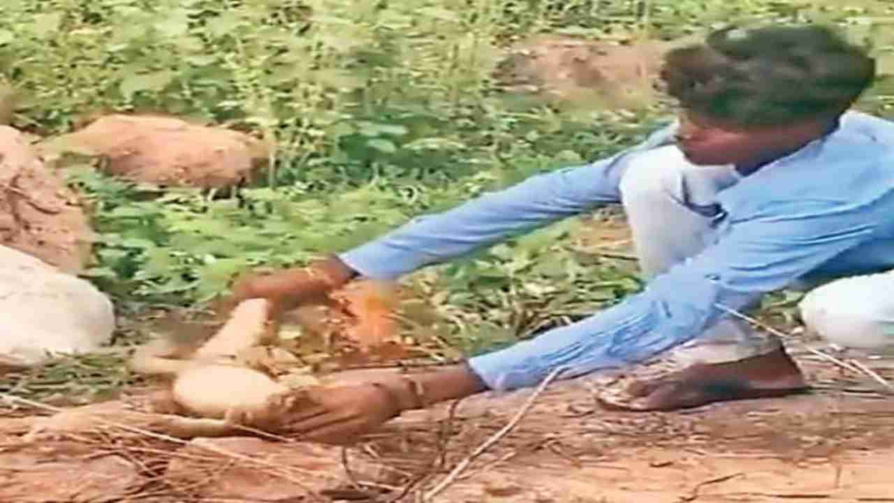 Telangana: Youth caught roasting monitor lizard alive, held