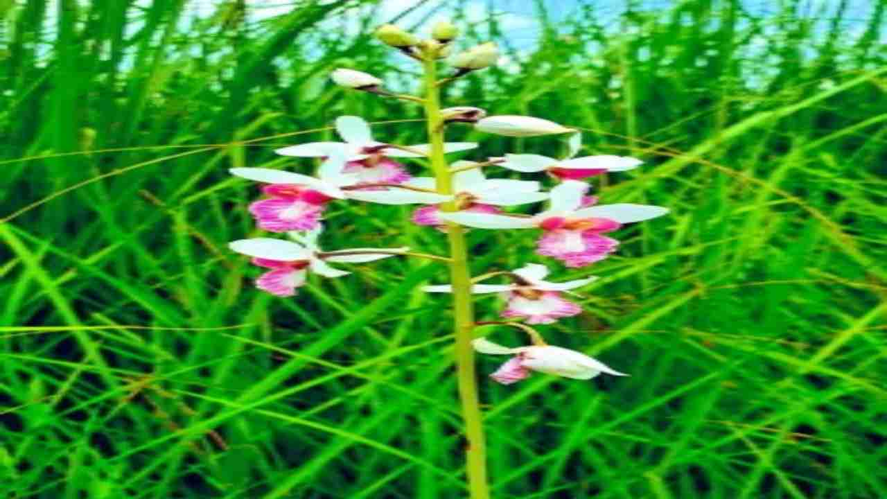 Rare orchid in Dudhwa reserve found bearing seeds after a century