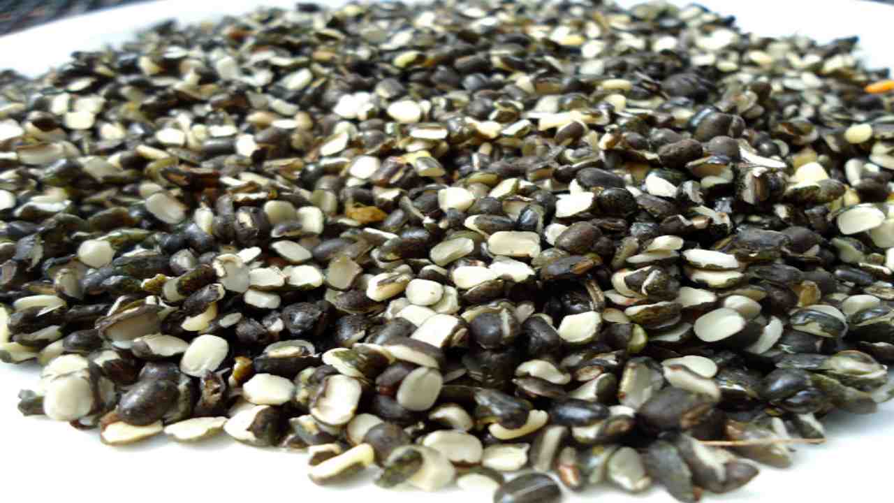 Urad Dal Health Benefits: Here are 5 reasons why you should include Split Black gram in your diet