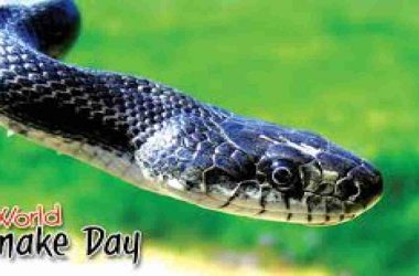 World Snake Day 2020: Here are some snake facts you must know