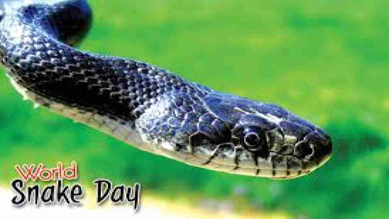 World Snake Day 2020: Here are some snake facts you must know