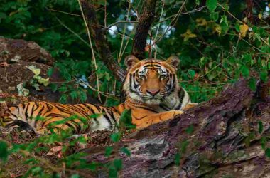 International Tiger Day 2020: Date, history and facts about big cats you never knew