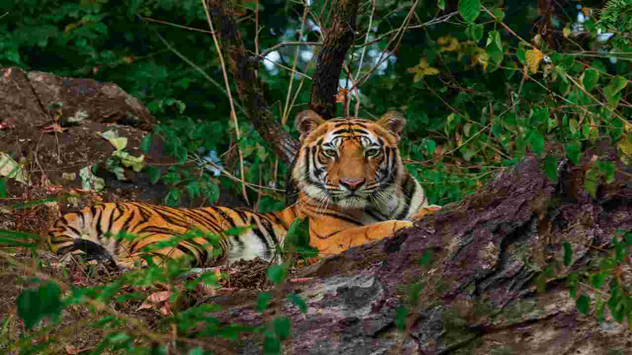 International Tiger Day 2020: Date, history and facts about big cats you never knew
