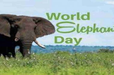 World Elephant Day 2020: Why the gigantic animal is endangered?