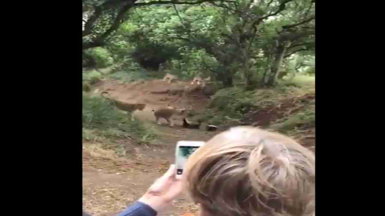 Watch: Honey badgers fight with pride of lions in viral video