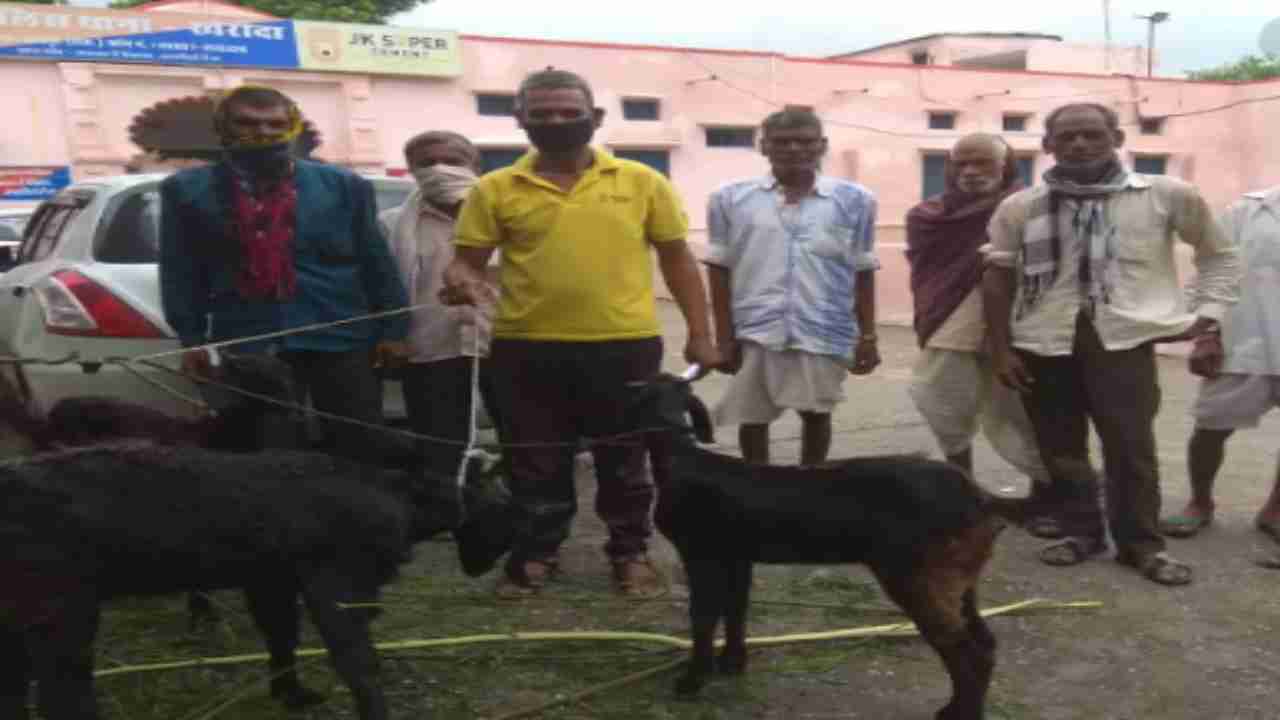 Rajasthan: Cops find unique way to settle ownership dispute over goat