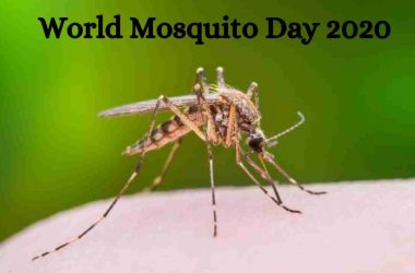 World Mosquito Day 2020: Life-threating mosquito-borne illness you must be aware of