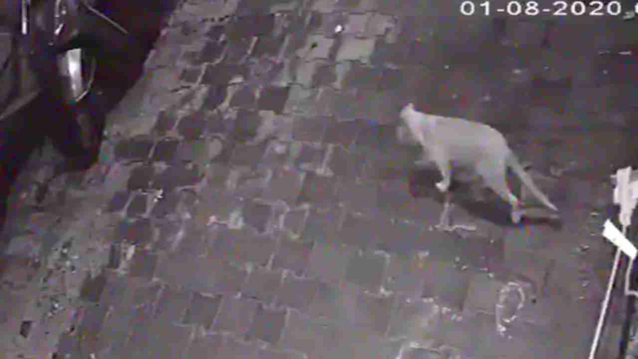Leopard-like animal spotted on streets of Ghaziabad