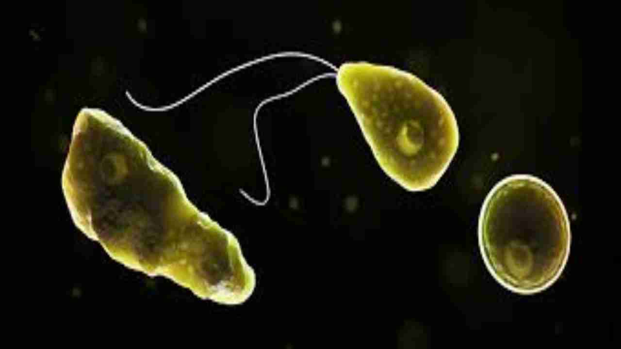 Brain-eating amoeba detected in water supply in Texas, eight cities alerted
