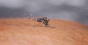 Dengue may provide some immunity against Covid-19: Study