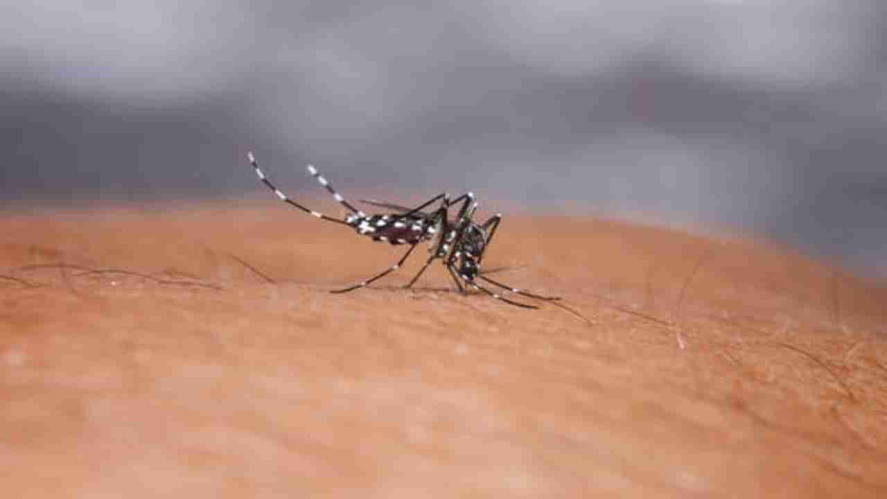 Dengue may provide some immunity against Covid-19: Study