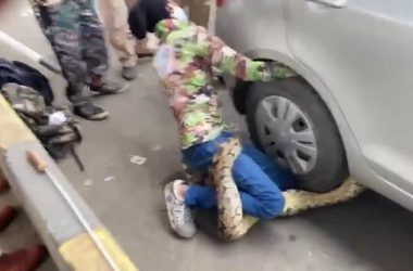 Watch: Python caught under wheels of car at Mumbai's Eastern Express highway, rescued