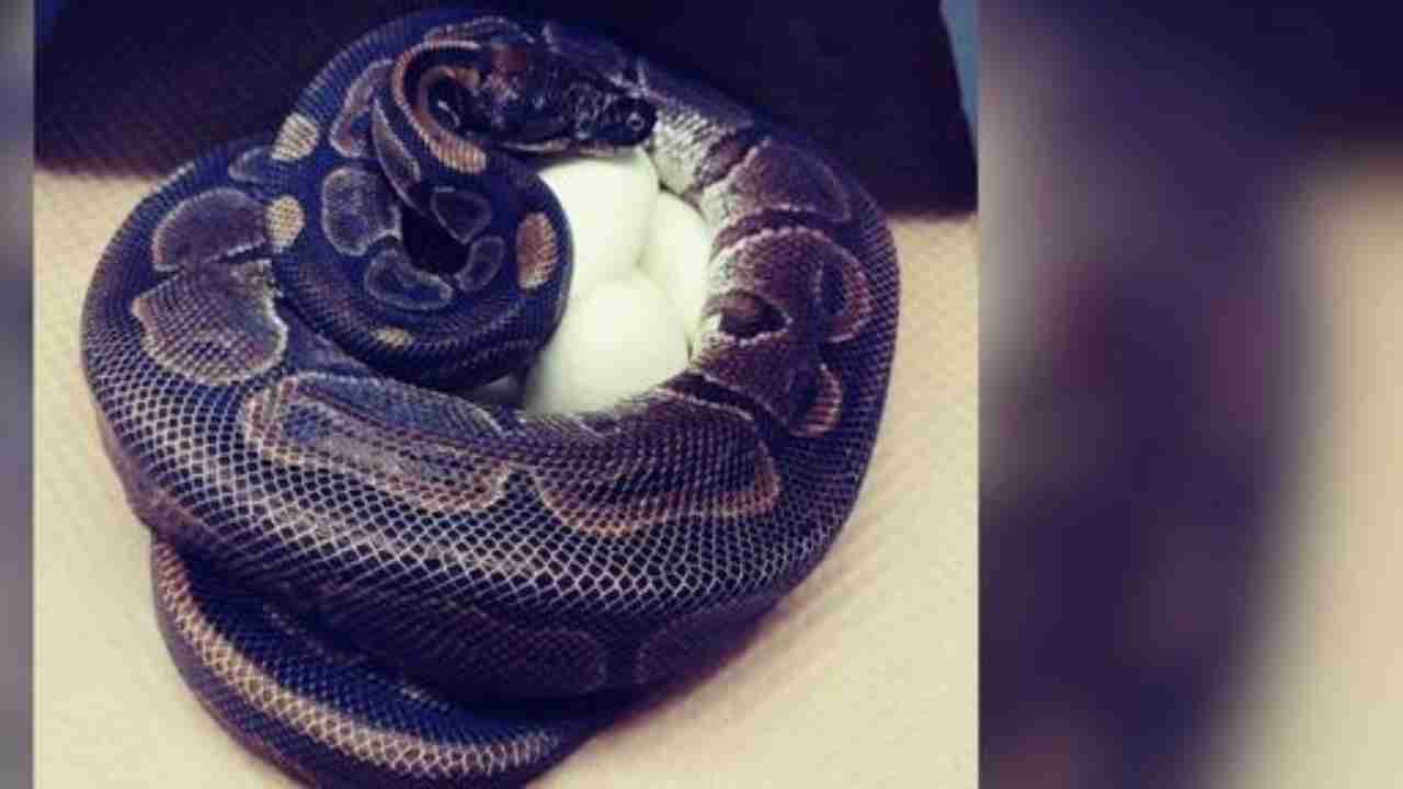 62-year-old python lays 7 eggs without male help in Missouri