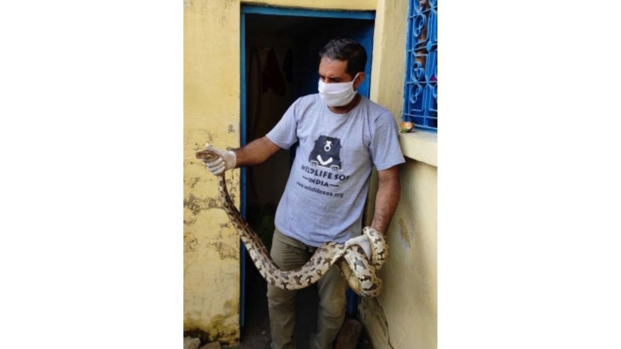 6-ft-long Indian rock python rescued from sewage pipe in Agra