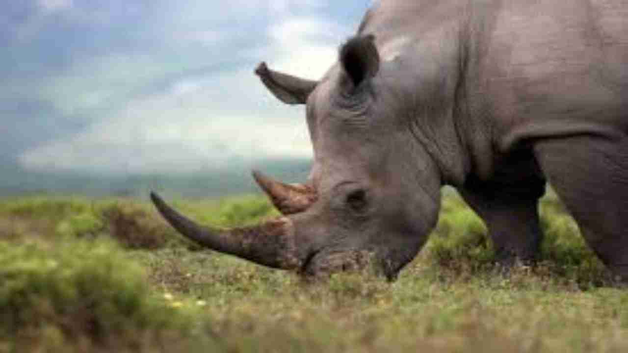 World Rhino Day 2020: History, 5 fascinating facts about Rhinoceros