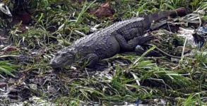 Croc