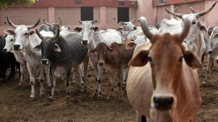 Uttar Pradesh to geotag nearly 5.2 crore cattle by March 2021