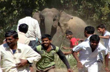 Assam: Man crushed to death by wild elephants