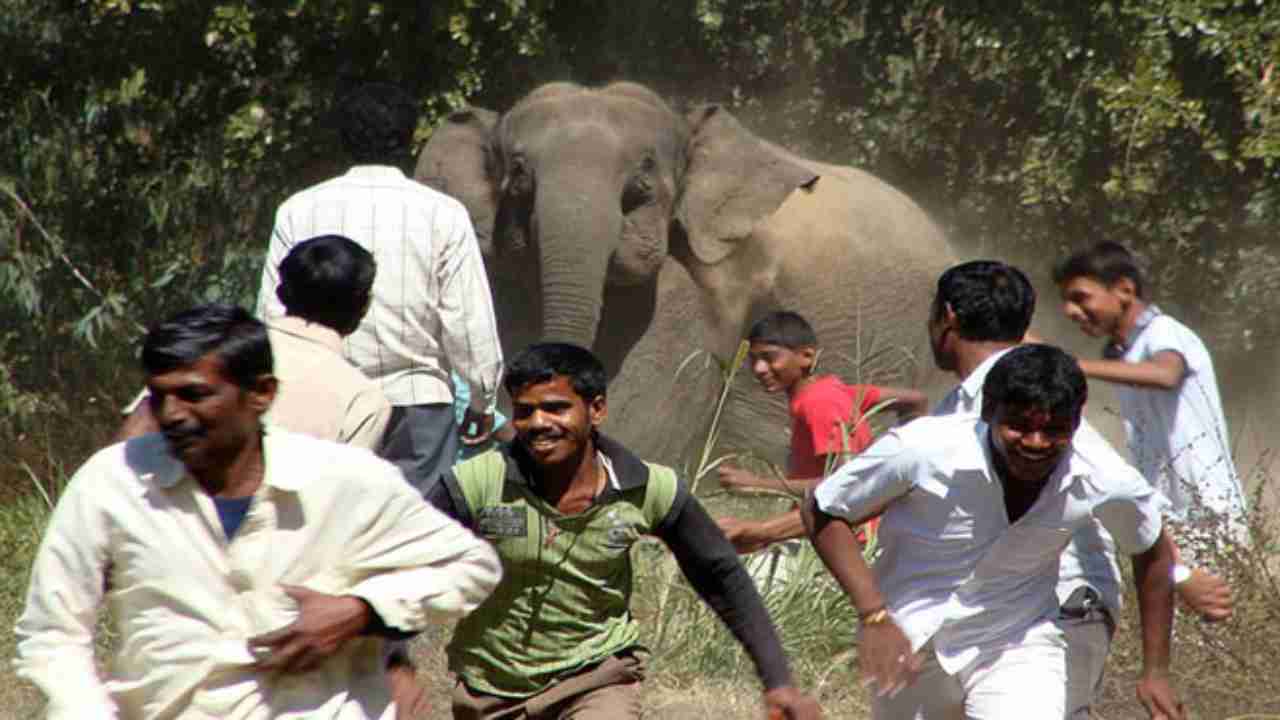Assam: Man crushed to death by wild elephants