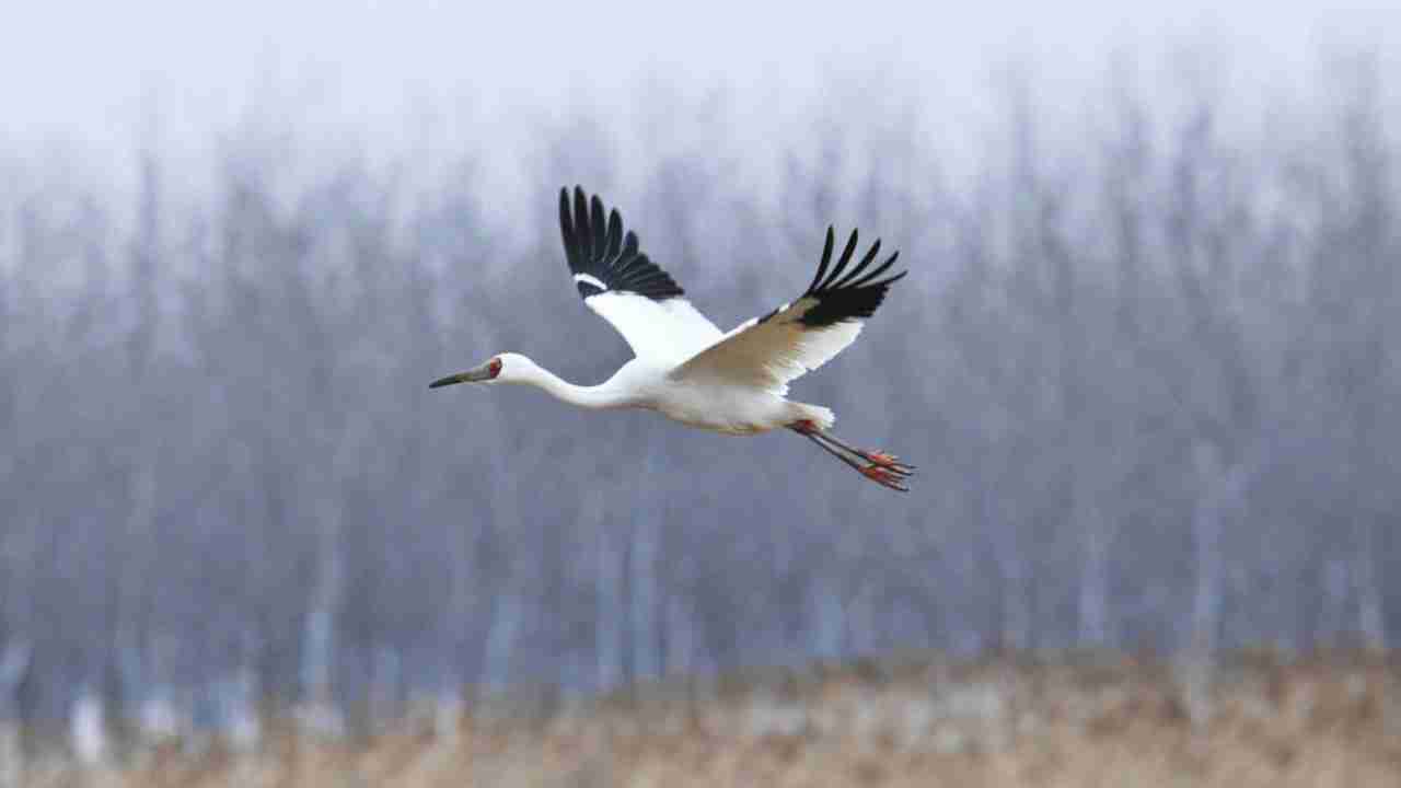 World Migratory Bird Day 2020: Date, theme, significance and all you need to know