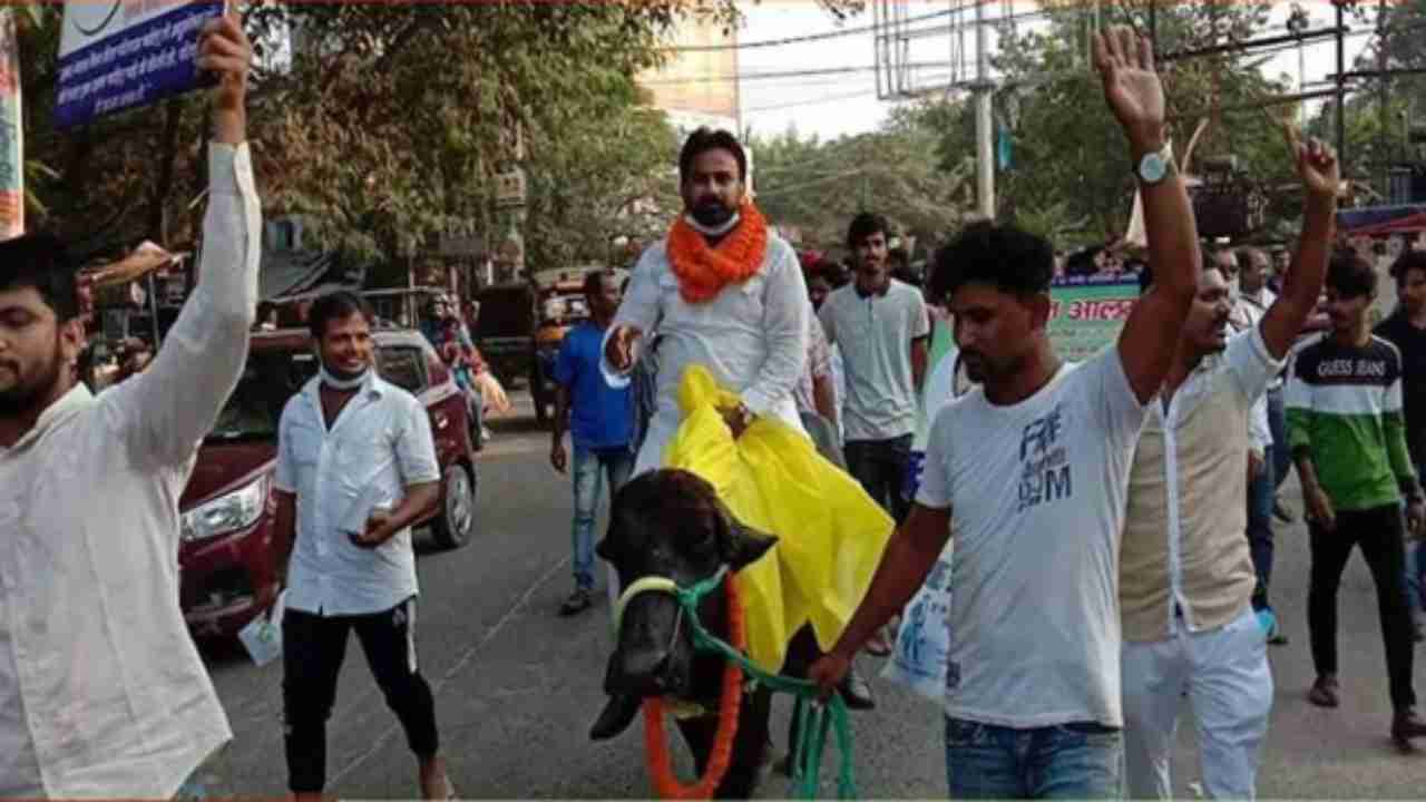 Bihar Polls 2020: Candidate detained for riding buffalo for election campaign in Gaya district