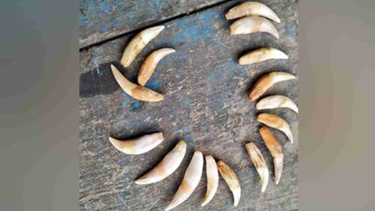 Assam: 16 Tiger teeth seized in Dhipu, 4 arrested