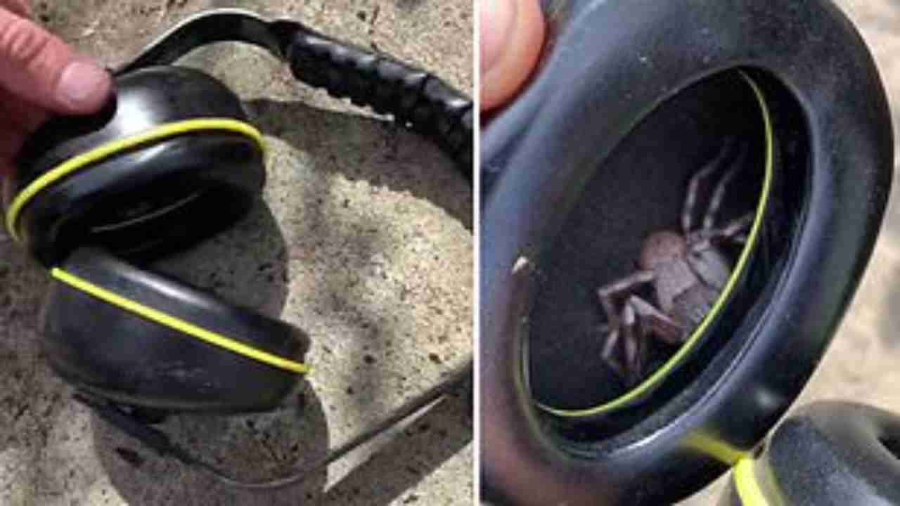 Video of spider inside headphones gets viral on social media, watch here