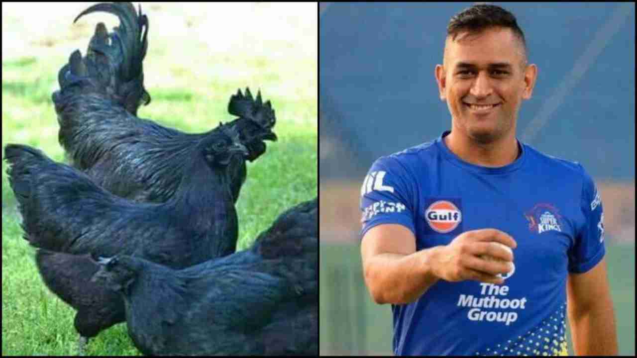 MS Dhoni orders 2,000 black 'Kadaknath' chickens from Madhya Pradesh