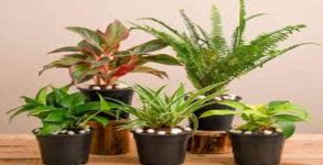 Air purifying plants best for your home