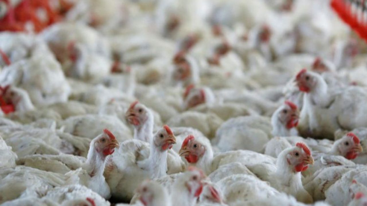 Avian flu detected in Japan