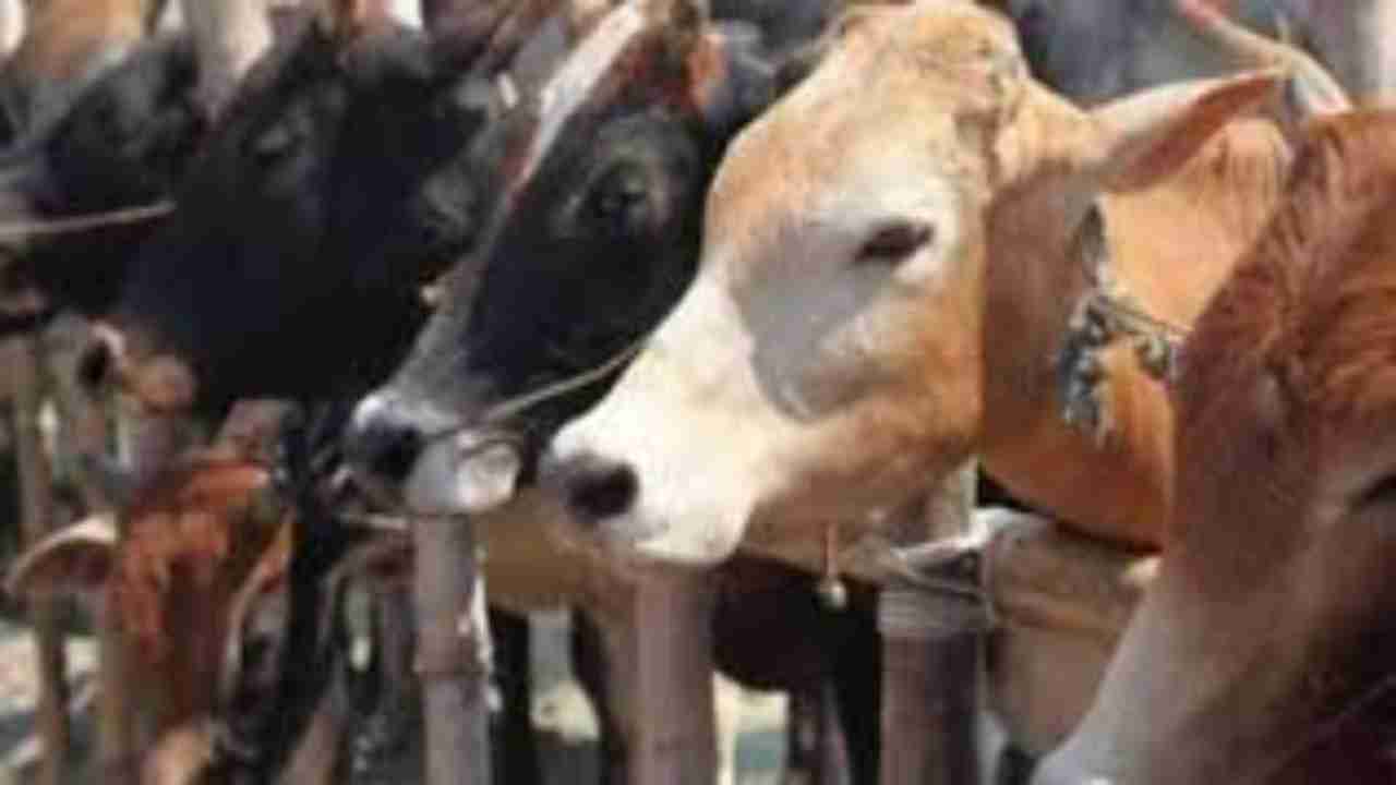 Madhya Pradesh govt to set up 'Gau Cabinet' for cow conservation