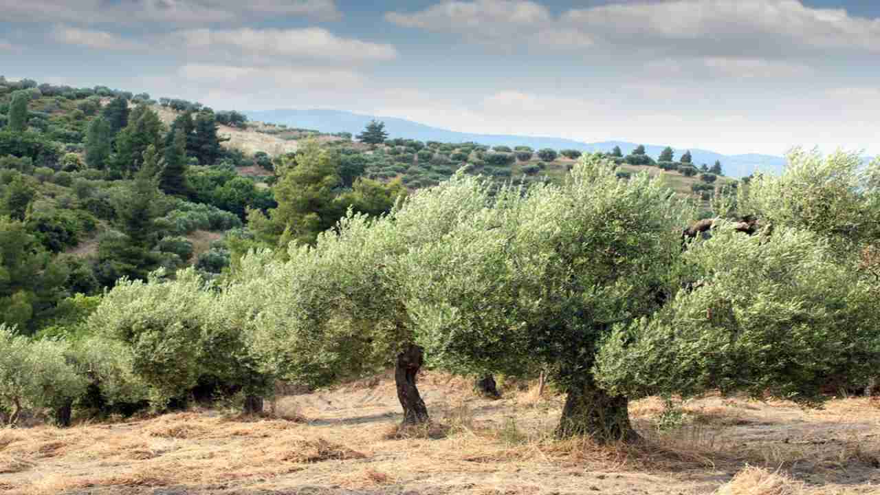 olive tree day