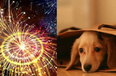 Diwali 2020: Pet-friendly tips to take care of strays during the festival celebration