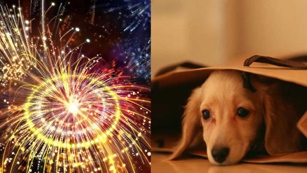 Diwali 2020: Pet-friendly tips to take care of strays during the festival celebration