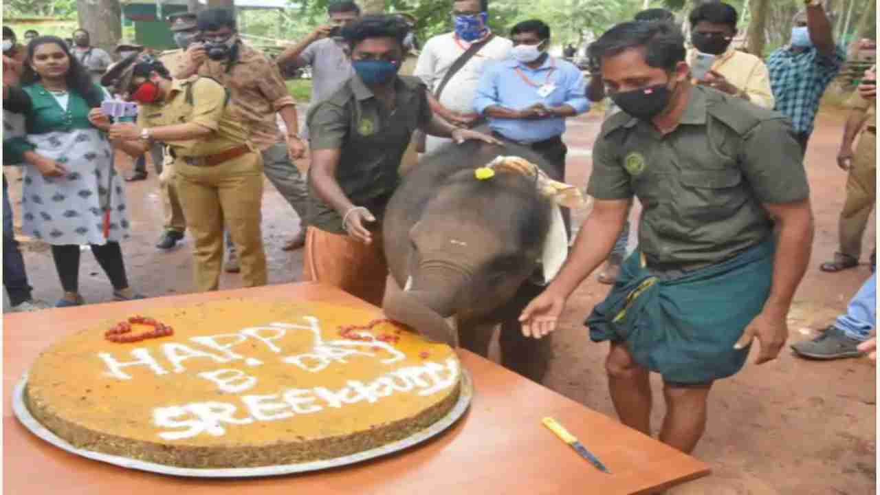 This picture of 1-year-old elephant's birthday celebration will surely kill your Monday blues