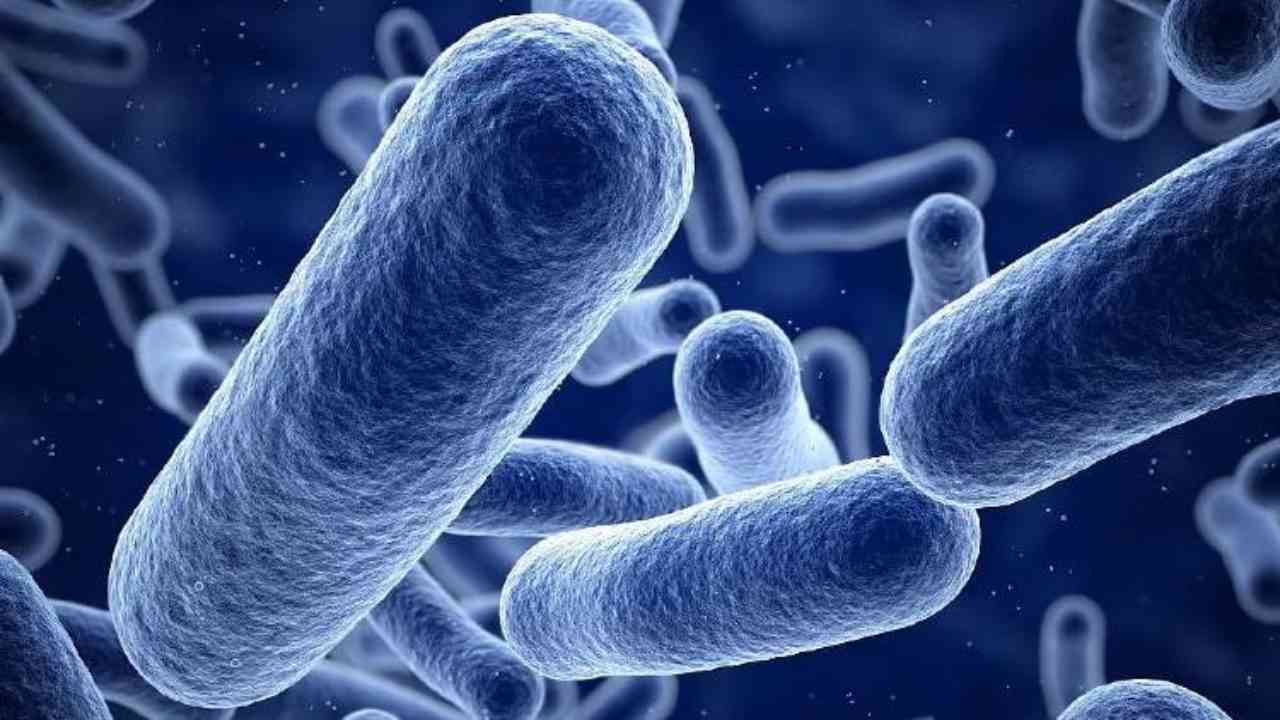 contagious shigella bacteria