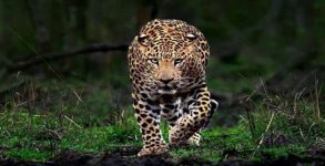 West bengal safari park leopard sachin dies
