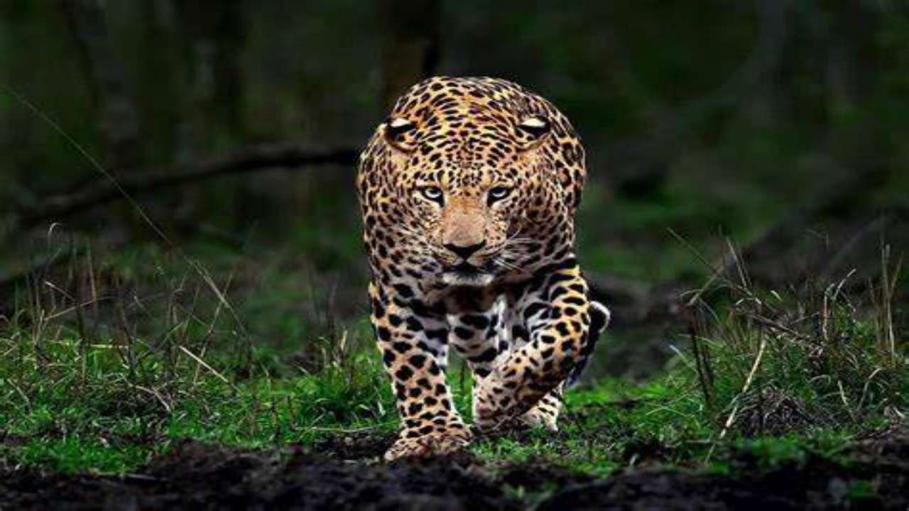 West bengal safari park leopard sachin dies