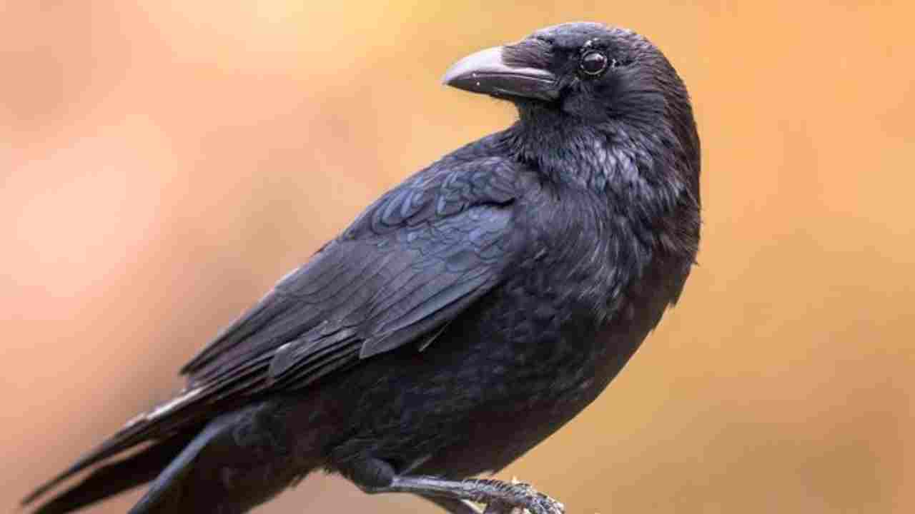 50 crows dead, new threat prevails in Rajasthan!