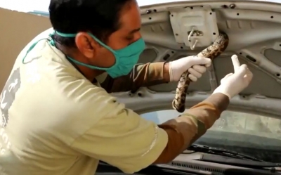 Python inside car's bonnet shocks family in Agra - Vimarsana News