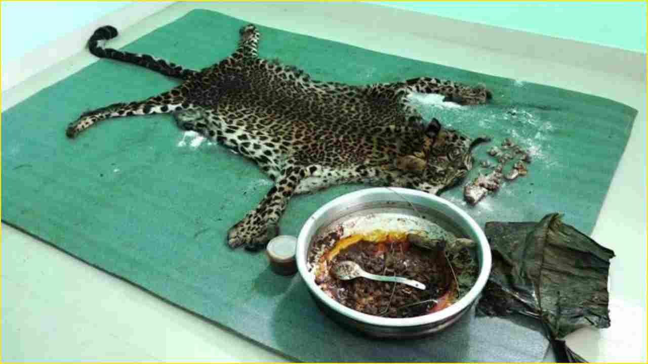 Kerala: 5 men arrested for killing a leopard and eating its meat