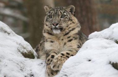 Snow leopards Tour Uttarakhand Harsil Himalayas Tour India